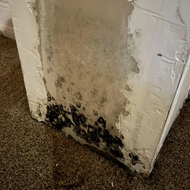 Professional Mold Removal in Blount County, AL